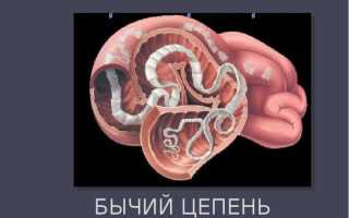 Глисты в желудке человека, симптомы паразитов в животе